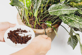 кофе для растений