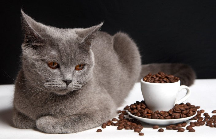 кофе и кошки