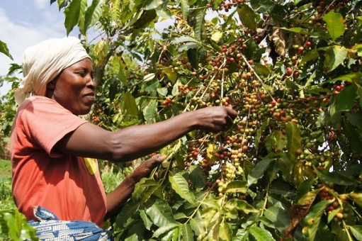 женщина из Анголы собирает кофейные зерна