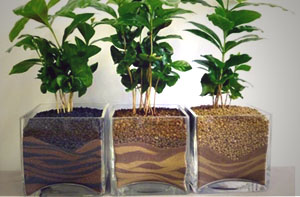 Советы по выращиванию кофейного дерева в домашних условиях