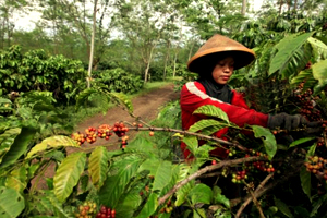 Азия стала лидером по увеличению розничных рынков кофе