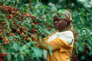 В Никарагуа хотят изменить вектор производства кофе – хотят увеличить объемы выращиваемой робусты