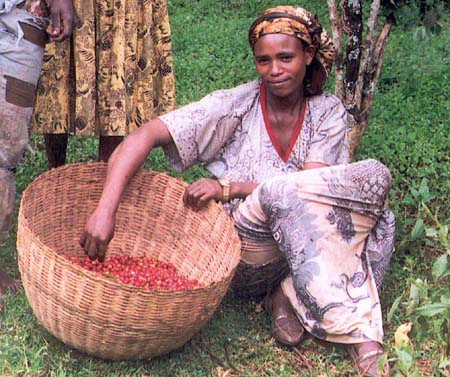В Анголе может возродиться производство кофе