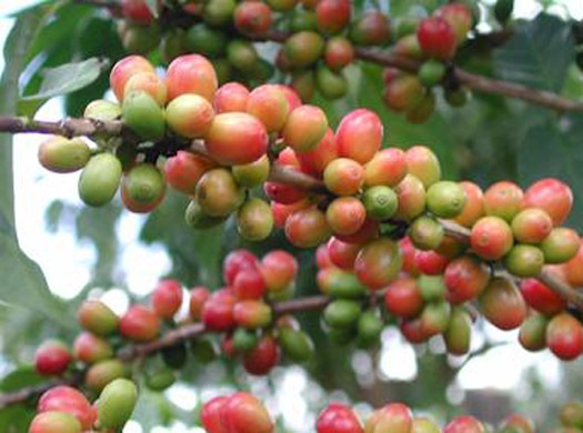 Сенсационные сведения о кофейном дереве робусте