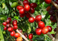 Антиокия выбирает наиболее оптимальные маршруты кофе в Колумбии