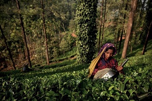 В Индии прогнозируют снижение урожая кофе в предстоящем сельскохозяйственном сезоне